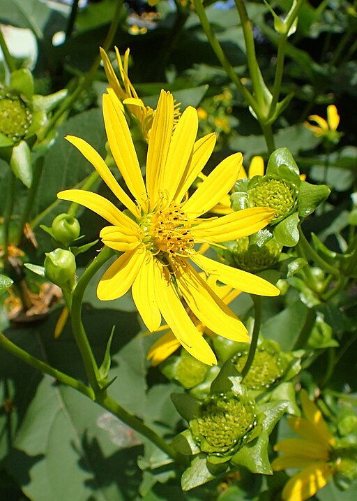 Cup Plant (Silphium perfoliatum)