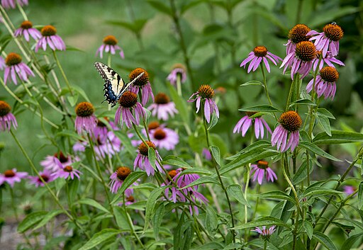 Purple Coneflower (Echinacea purpurea)