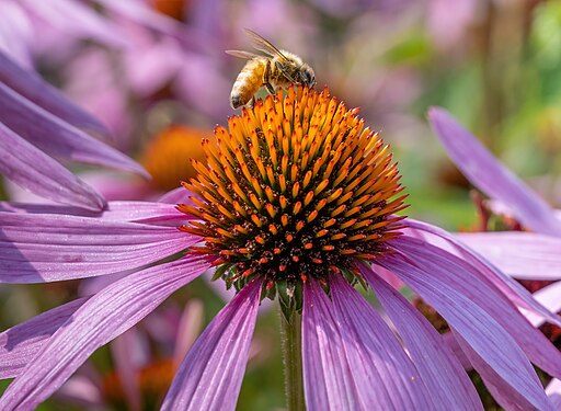 Purple Coneflower (Echinacea purpurea)