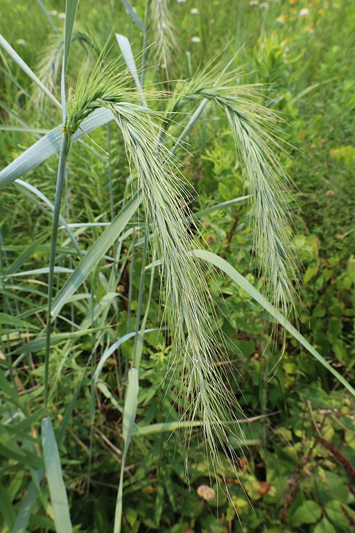 Canada Wild Rye (Elymus canadensis)