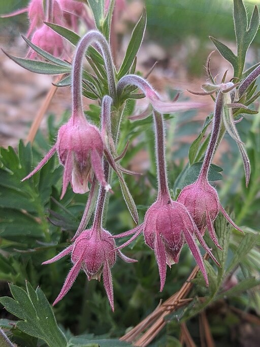 Prairie Smoke (Geum triflorum)