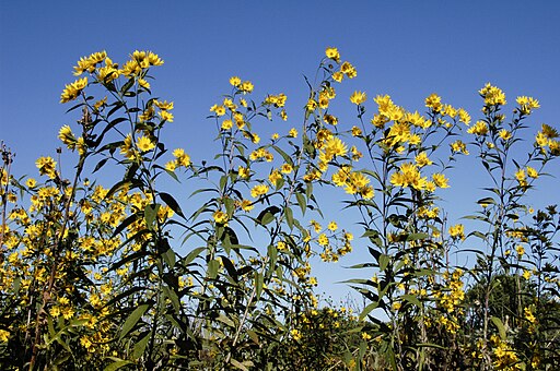 Sawtooth Sunflower (Helianthus grosseserratus)