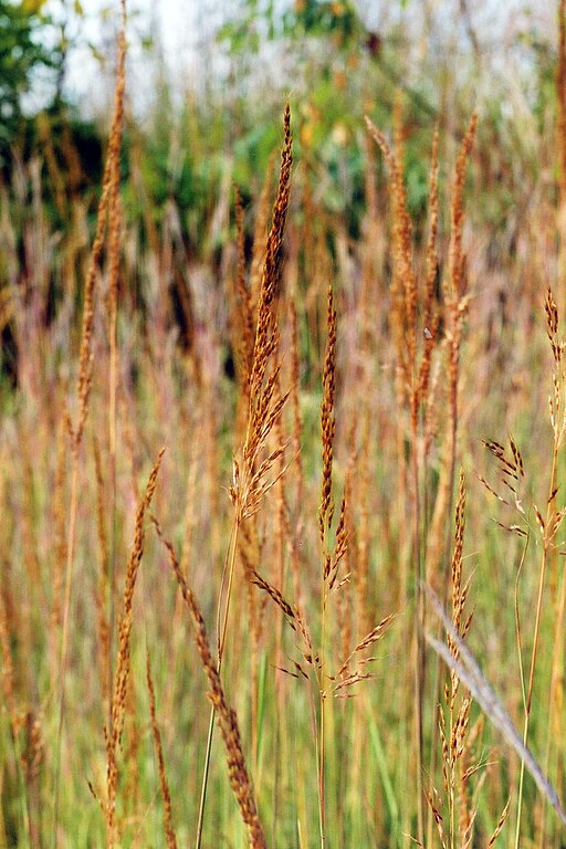 Indiangrass (Sorghastrum nutans)