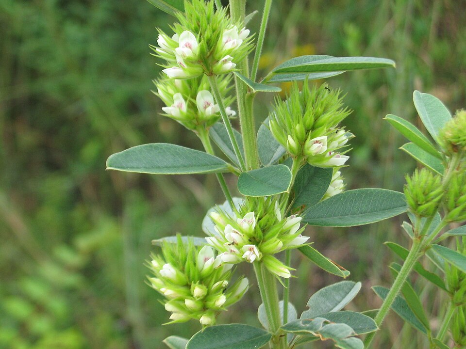 Round-headed Bush Clover (Lespedeza capitata)