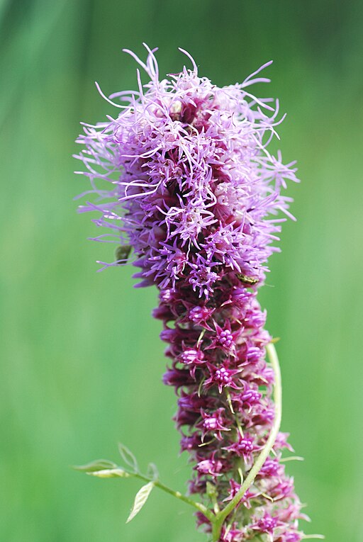 Prairie Blazing Star (Liatris pycnostachya)