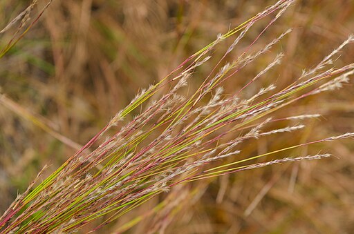 Little Bluestem (Schizachyrium scoparium)