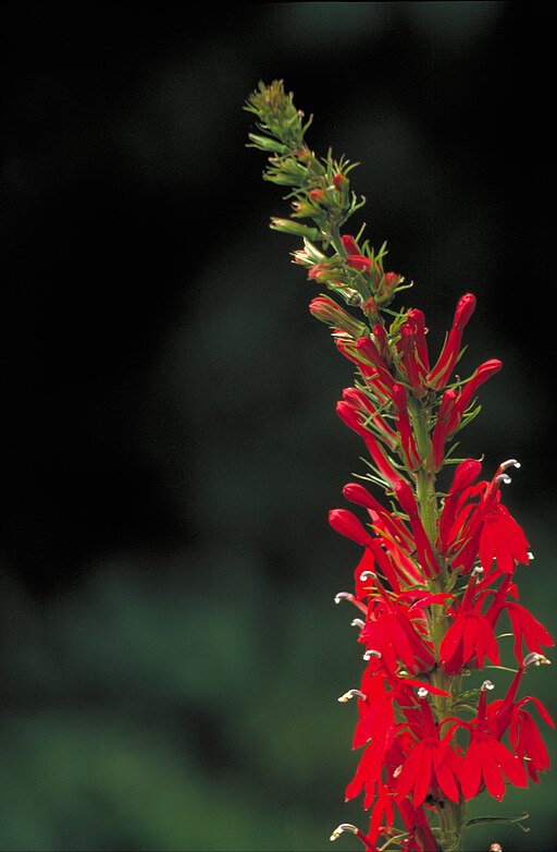 Cardinal Flower (Lobelia cardinalis)
