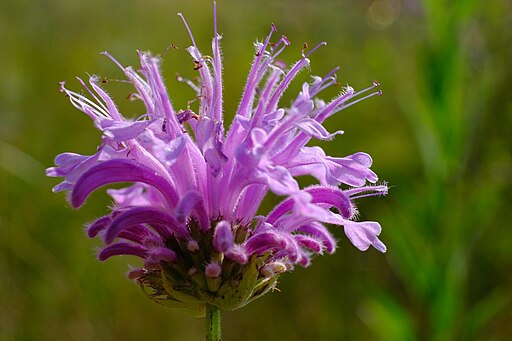 Wild Bergamot (Monarda fistulosa)
