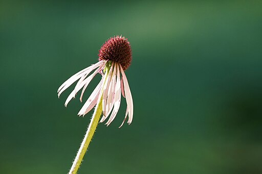 Pale Purple Coneflower (Echinacea pallida)