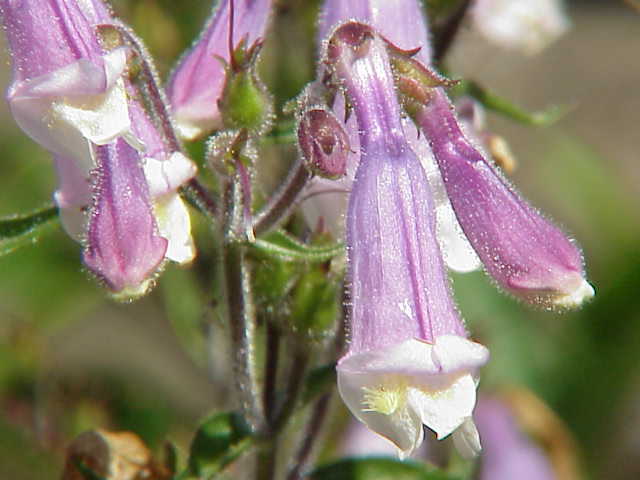Hairy Beardtongue (Penstemon hirsutus)