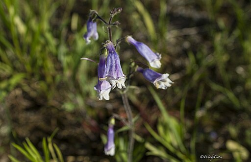 Hairy Beardtongue (Penstemon hirsutus)