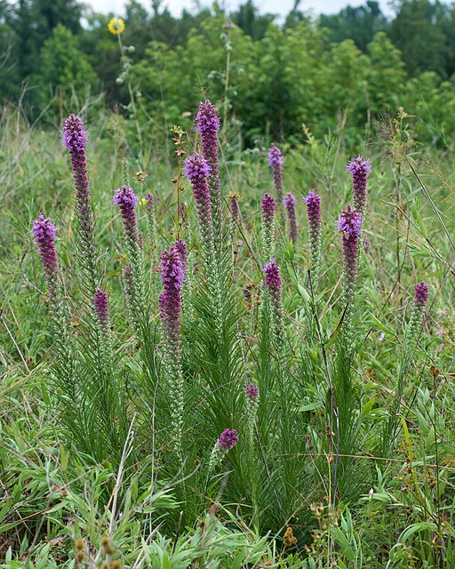 Prairie Blazing Star (Liatris pycnostachya)