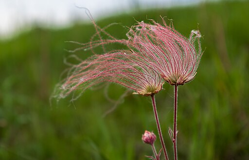 Prairie Smoke (Geum triflorum)