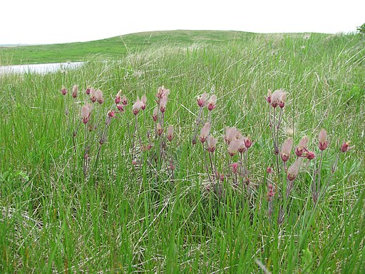 Prairie Smoke (Geum triflorum)
