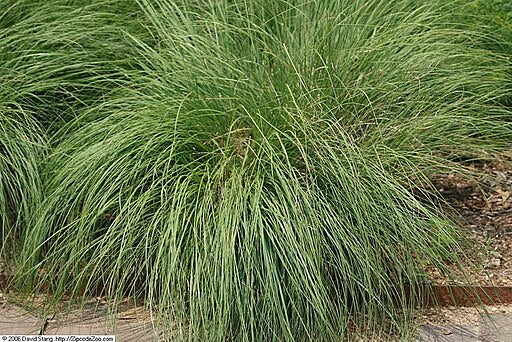 Prairie Dropseed (Sporobolus heterolepis)