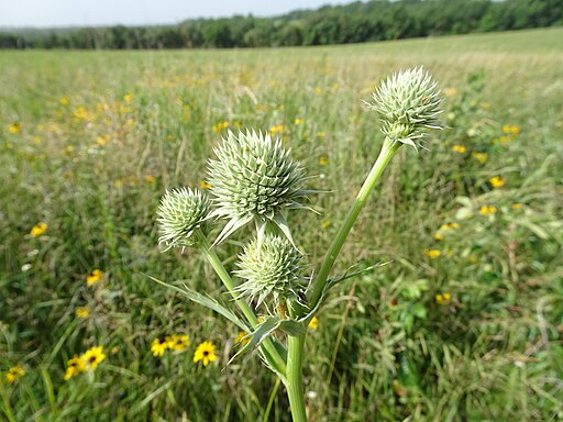 Rattlesnake Master (Eryngium yuccifolium)