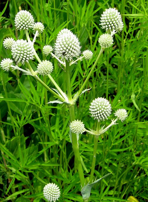 Rattlesnake Master (Eryngium yuccifolium)
