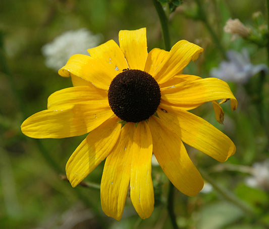 Black-eyed Susan (Rudbeckia hirta)