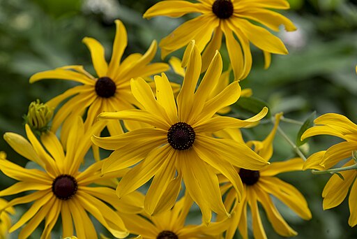 Sweet Black-eyed Susan (Rudbeckia subtomentosa)