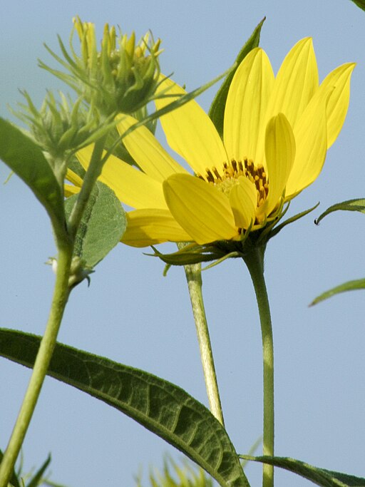 Sawtooth Sunflower (Helianthus grosseserratus)