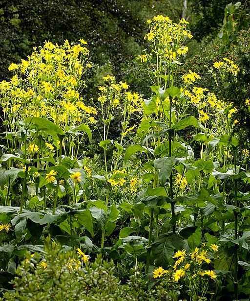 Cup Plant (Silphium perfoliatum)