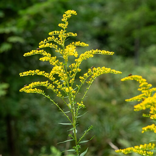 Canada Goldenrod (Solidago canadensis)