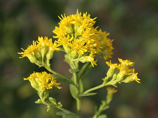 Stiff-leaved Goldenrod (Solidago rigida)