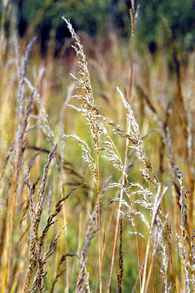 Indiangrass (Sorghastrum nutans)