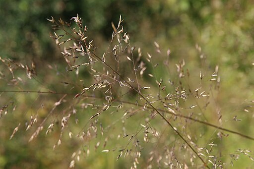 Prairie Dropseed (Sporobolus heterolepis)