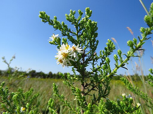 White Heath Aster (Symphyotrichum ericoides)