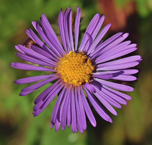 New England Aster (Symphyotrichum novae-angliae)