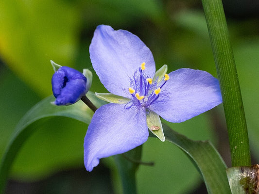 Ohio Spiderwort (Tradescantia ohiensis)