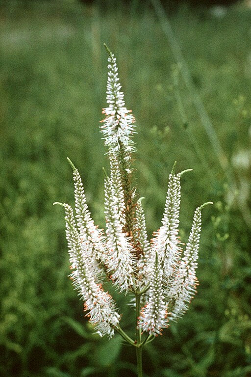 Culver's Root (Veronicastrum virginicum)