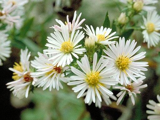White Heath Aster (Symphyotrichum ericoides)
