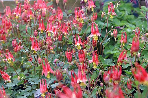 Wild Columbine (Aquilegia canadensis)