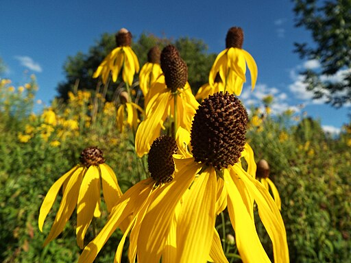 Yellow Coneflower (Ratibida pinnata)